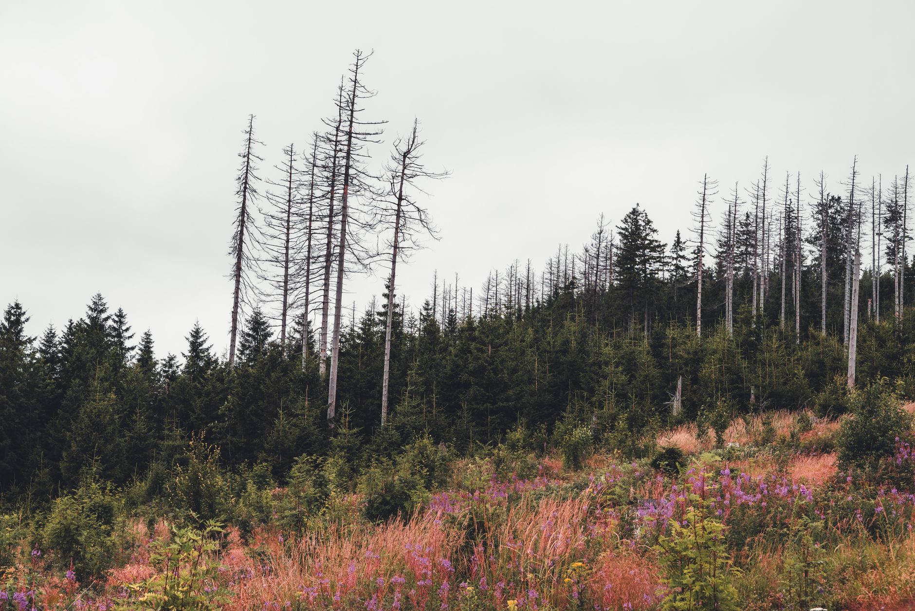 scenic forest landscape in braunlage germany